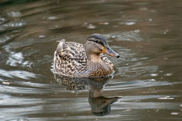 Mallard duck Anas platyrhynchos in the water