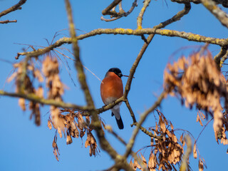 Red bird Eurasian bullfinch (Pyrrhula pyrrhula) sitting on branches of a tree with blue sky in the background