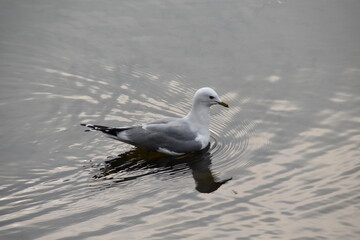 A common gull is swimming in the sea in sunny spring day.