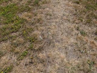 Dried out grass and lawn exposed to full sun, hot weather and lack of rain after prolunged heat in...