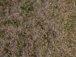 Dried out grass and lawn exposed to full sun, hot weather and lack of rain after prolunged heat in summer