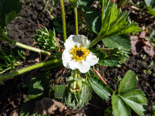 Close-up of strawberry flower with visible frost damage in the center of the flower that turns...