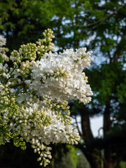 Close-up of Common Lilac (Syringa vulgaris) blooming with white flowers in a park in spring