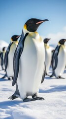 Fototapeta premium emperor penguins standing proudly in the snow under clear skies during antarctic daytime
