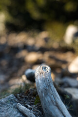 Branch, root, abstraction on a mountain trail.