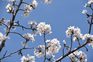 青空に桜