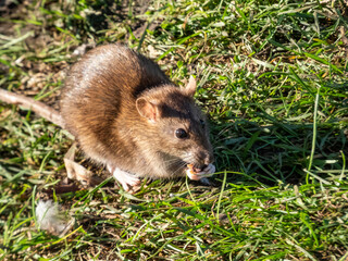 Close-up of the Common rat (Rattus norvegicus) with pieces of food in open mouth and in paws in the green grass
