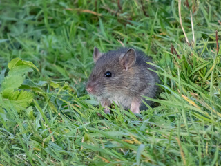 Juvenile common rat (Rattus norvegicus) with dark grey fur sitting in the green grass in bright sunlight