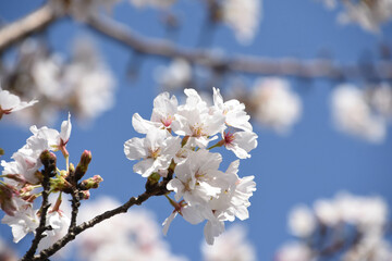 青空に桜