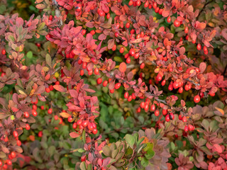 Orange and red leaves and red fruits of low-growing, deciduous shrub of Japanese barberry (Berberis thunbergii) 'Green Carpet' in autumn