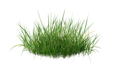 green grass isolated on white