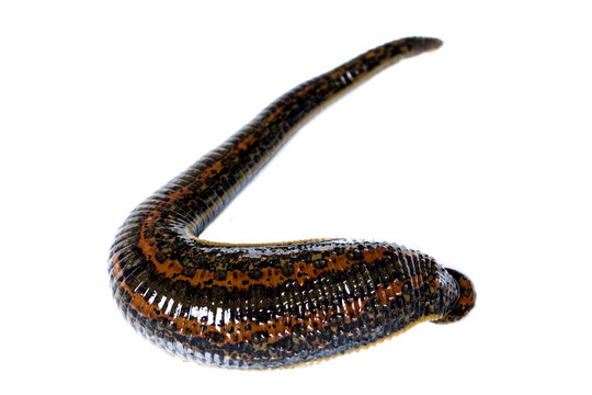 Medical leech on white background closeup. Hirudo therapy concept