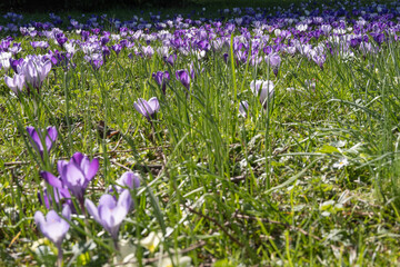 crocus en fleurs