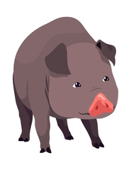 Pig set flat cartoon isolated on white background. Black pig vector illustration