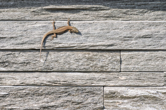 l&eacute;zard sur un mur de granit