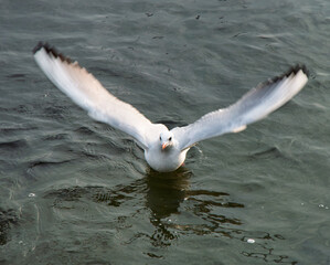 Moment of White Egret Skimming Water with Spread Wings in Futian Mangrove Nature Reserve, Shenzhen