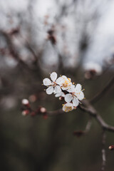 Obraz premium An extraordinarily beautiful atmosphere of spring, nature blooming full of life.