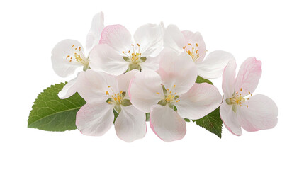 Obraz premium Blossom flower concept. Closeup of beautiful fragrant white and pink spring blossoms with green leaves on a minimalist background