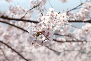 봄날 만개한 벚꽃과 맑은 하늘 – Full Bloom Cherry Blossoms under Clear Spring Sky in Korea 매화 벚꽃 왕벚꽃 봄