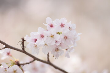 봄날 만개한 벚꽃과 맑은 하늘 – Full Bloom Cherry Blossoms under Clear Spring Sky in Korea 매화 벚꽃 왕벚꽃 봄
