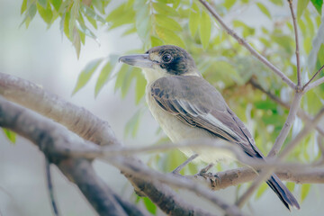 Fototapeta premium Grey Butcherbird sitting and perching on tree