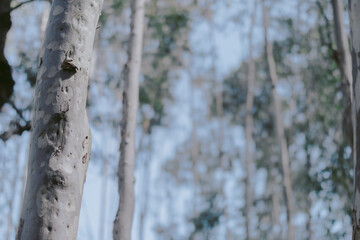 Forest in the daytime under the blue sky