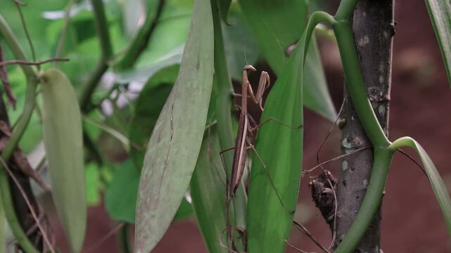 Cute mantis (Mantis religiosa) chilling on a vanilla tree leaf on a cloudy day in java indonesia