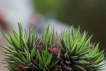 Close-up of a vibrant green succulent plant.