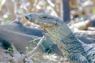 A Australian lizard in the wild