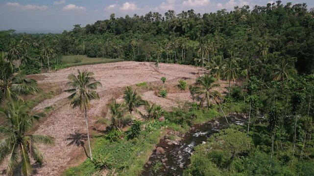 Aerial drone shot view of rural rice field after harvest during the day, drone flies over the rice field in Sungai Tengah,  Jember , Jawa Timur, ndonesia.