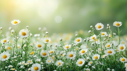 A vibrant green background serves as a neutral canvas for a flat lay composition, showcasing a white spring daisy bouquet adorned with delicate embellishments. The top-down perspective invites 
