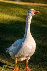 Goose on Grass in Sunlight