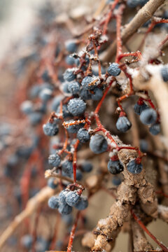 red berries on a branch winter