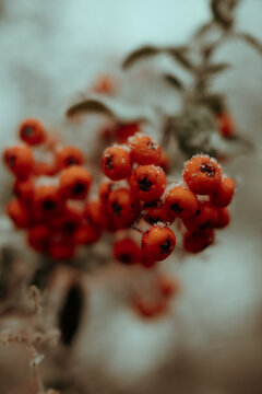 red berries of a currant snow