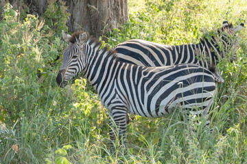 Zebras