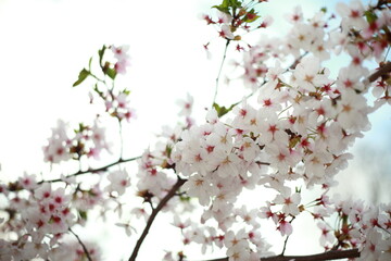 봄날 만개한 벚꽃과 맑은 하늘 – Full Bloom Cherry Blossoms under Clear Spring Sky in Korea