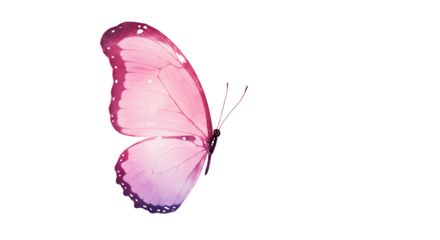Close up of a pink and purple butterfly wing against a black background on the left side