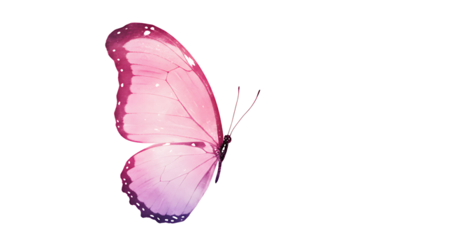 Close up of a pink and purple butterfly wing against a black background on the left side