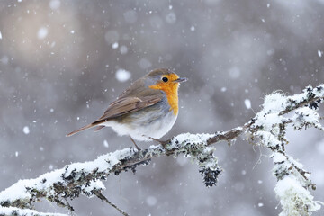 European robin (erithacus rubecula) in snowfall sitting on a branch in early spring.	
