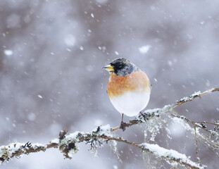 Brambling (Fringilla montifringilla) male in snowfall perched on a branch in spring.
