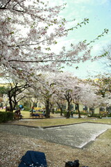 Obraz premium 봄날 만개한 벚꽃과 맑은 하늘 – Full Bloom Cherry Blossoms under Clear Spring Sky in Korea 매화 벚꽃 왕벚꽃 봄