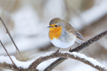 European robin (erithacus rubecula) in snowfall sitting on a branch in early spring.	