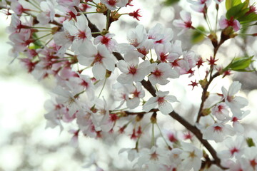 봄날 만개한 벚꽃과 맑은 하늘 – Full Bloom Cherry Blossoms under Clear Spring Sky in Korea 매화 벚꽃 왕벚꽃 봄