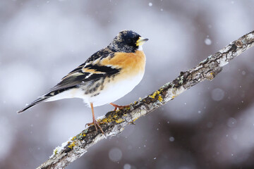 Obraz premium Brambling (Fringilla montifringilla) male in snowfall perched on a branch in spring.
