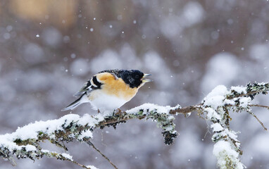 Angry Brambling (Fringilla montifringilla) male in snowfall perched on a branch in spring.