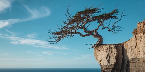 Windswept Tree on Ocean Cliff Under Blue Sky