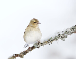 Common chaffinch (Fringilla coelebs) female perched on a branch with snow in the background in early spring.	
