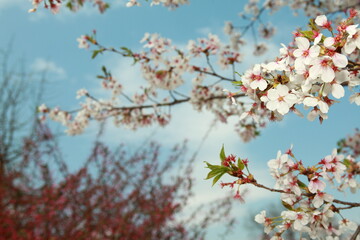 봄날 만개한 벚꽃과 맑은 하늘 – Full Bloom Cherry Blossoms under Clear Spring Sky in Korea 매화 벚꽃 왕벚꽃 봄