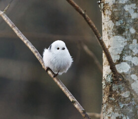 Long-tailed tit (Aegithalos caudatus) sitting on a branch in spring.	