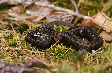 Common European adder or common European viper (Vipera berus) basking in early spring.
